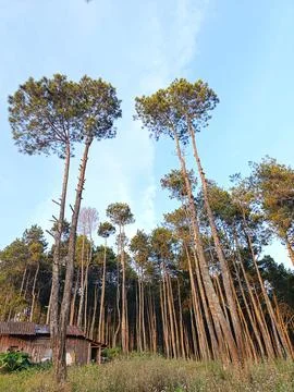 Looking Up at Tall Pine Trees in a Scenic Forest Under a Blue Sky Stockfoto's