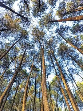 Looking Up at Tall Pine Trees in a Scenic Forest Under a Blue Sky Stockfoto's
