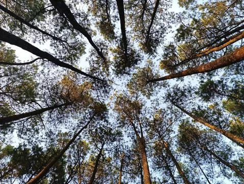 Looking Up at Tall Pine Trees in a Scenic Forest Under a Blue Sky Stockfoto's