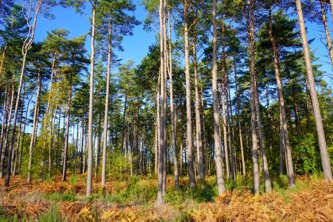 Looking in to tall pine trees in the summer sun 库存照片