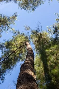 Looking Up at Tall Pine Trees Under Blue Sky Fotos de archivo