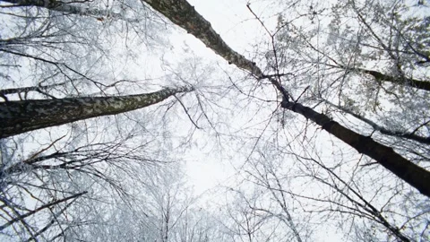 Looking at the tall snow-covered trees from below, you feel their power. Stock Footage 296408831