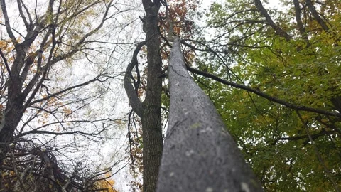 Looking Up At Tall Straight Tree Trunks Against A Bright Forest Canopy Stock Footage 348583663