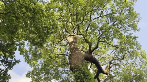 Looking up at tall tree canopy panning Vídeos de archivo 335541800