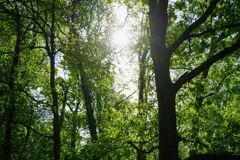 Looking up at tall tree canopy 스톡 사진
