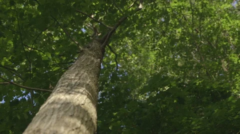 Looking up at a Tall Tree Stock Footage 42906251