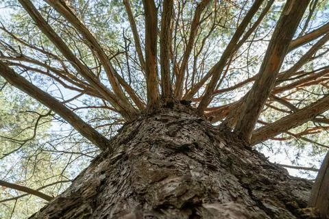 Looking up at a tall tree with sprawling branches under clear sky Stock-Fotos