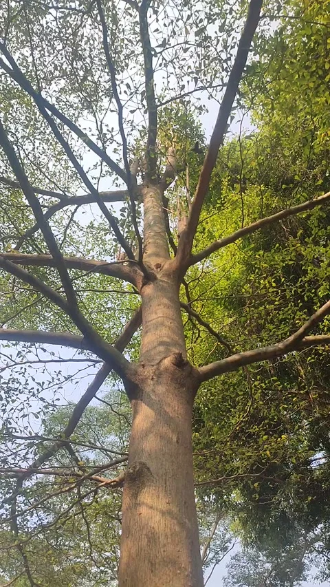 Looking Up Tall Tree Trunk and Canopy, Vertical Nature Video Stock Footage 339947130