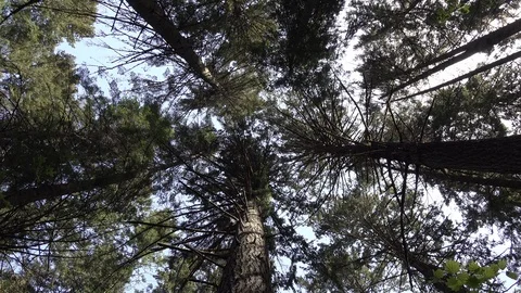 Looking up at tall trees - 4K Stock Footage 108130168
