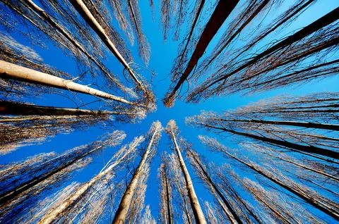 Looking Up at Tall Trees Against Blue Sky Stock Photos
