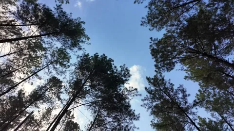 Looking Up at Tall Trees Against a Clear Blue Sky in Nature Stock Footage 345137130