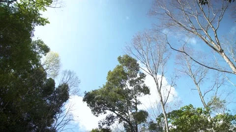 Looking up at the tall trees and the blue sky Stock Footage 174642726