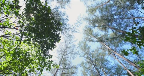 Looking up at tall trees, blue sky background, towering trunks, serene Stock-Footage 305936401
