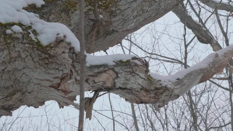 Looking up at tall trees covered in winter snow 02 스톡 동영상 100879044