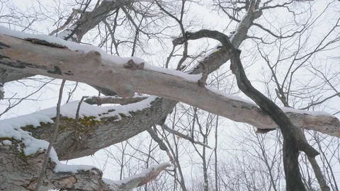Looking up at tall trees covered in winter snow 01 Stock Footage 100879305
