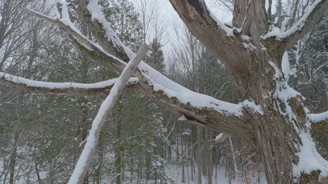 Looking up at tall trees covered in winter snow 03 Видео 100879318