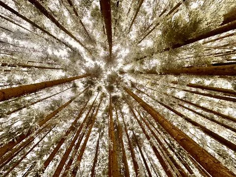 Looking up at tall trees in a dense forest with branches reaching toward the sky Fotos de archivo