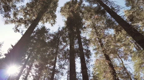 Looking Up At Tall Trees Stock Footage 43733794
