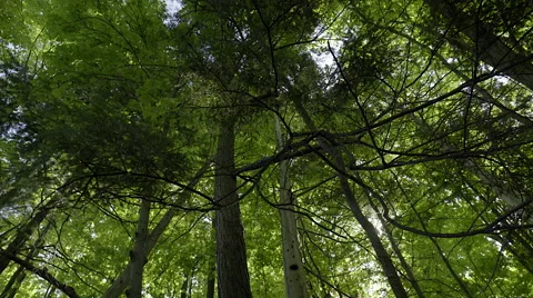 Looking up at tall trees in a forest. 4K UHD. Stock Footage 50179330