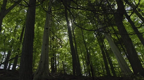 Looking up at tall trees in a forest. 4K UHD. Stock Footage 50181278