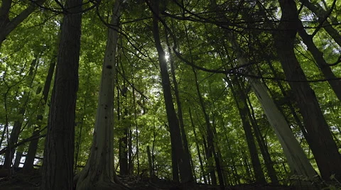Looking up at tall trees in a forest. 4K UHD. Stock Footage 50182924