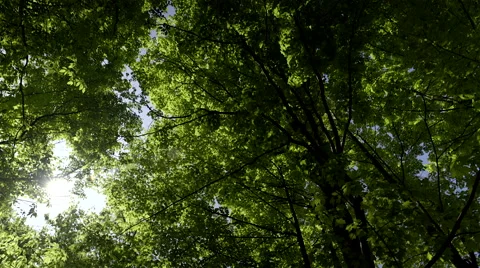 Looking up at tall trees in a forest. 4K UHD. Stock Footage 50188119