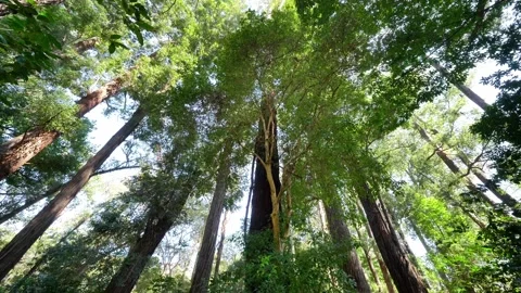 Looking Up at Tall Trees in a Forest Canopy Stock-Footage 342815108