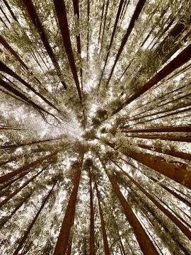 Looking up at tall trees in a forest during daytime with sunlight filtering Fotos Stock