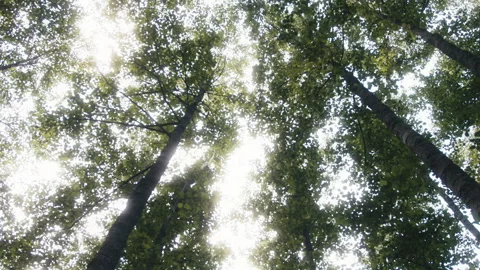 Looking Up at Tall Trees in the Forest Stock Footage 282043650