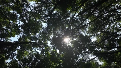 Looking Up at Tall Trees in Forest Stock Footage 317097784