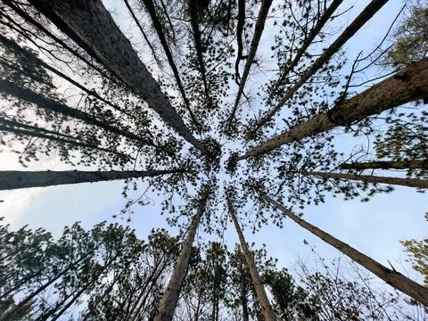 Looking Up Into Tall Trees in Forest Фото