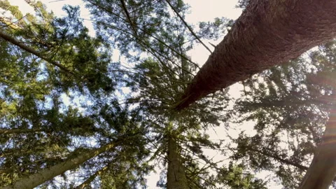 Looking up at tall trees in a forest while spinning, capturing the dizzying Stock Footage 296639003