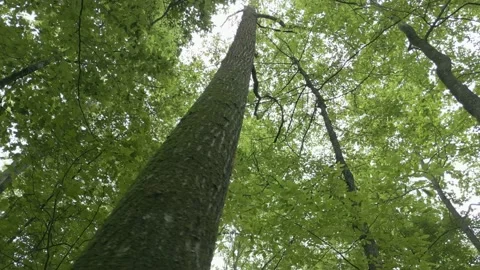 Looking up into the tall trees reaching for the sun Stock Footage 202149322