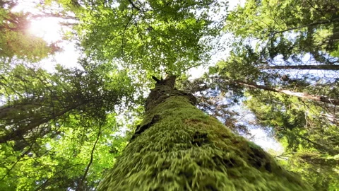 Looking up at the tall trees tilt down 스톡 동영상 199423265
