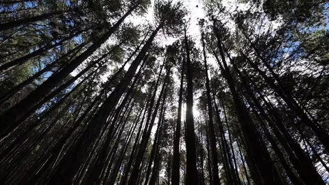 Looking up at tall trees in the Waihou Spring Trail in Maui Hawaii Stock Footage 142336181