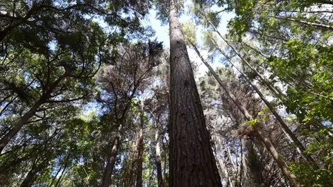 Looking up at tall trees in the Waihou Spring Trail Stock Footage 142336713