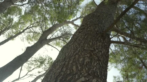 Looking up at tall, vibrant  Mediterranean pine trees Video stock 160983352