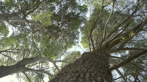 Looking up at tall, vibrant  Mediterranean pine trees Video stock 160983826