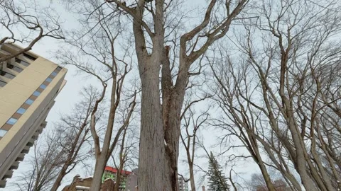 Looking Up at Tall Winter Trees in Quebec Park Stock Footage 323769598