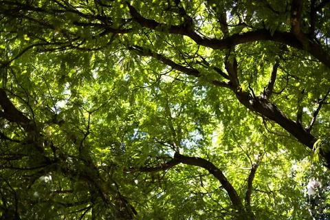Looking Up At The Tamarind Tree Stock Photos