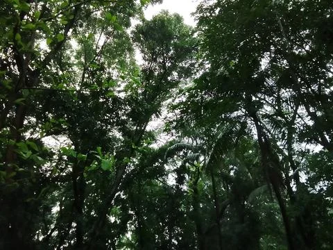 Looking up at thick forest tree branches with branches woodland environment Stock-Fotos