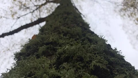 Looking Up A Thick Moss-Covered Tree Trunk Toward Overcast Sky Stock Footage 348602699