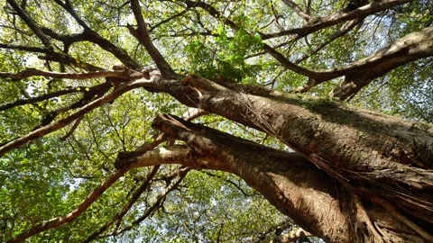 Looking Up at Thick Spreading Tree Branches in a Forest Canopy Stock Footage 342814864