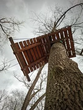 Looking up a thick tree trunk toward a wooden climbing platform in an outdo.. Stock Photos