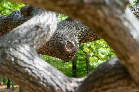 Looking though the tree Stock Photos