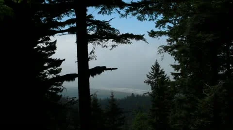 Looking though the trees. Video stock 12364706