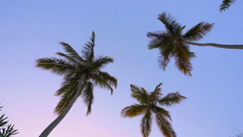 Looking up at three palm trees at sunset Stock Footage 137961354