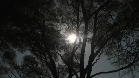 Looking Up Through Ancient Fig Tree Branches Kenya Stock Footage 333217250
