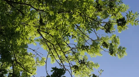 Looking up through Ash tree Vídeo Stock 24640256