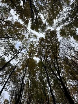 Looking Up Through the Autumn Forest Canopy Fotos Stock